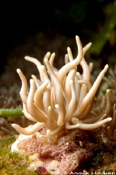 Phyllodesmium sp. Picture taken at Balicasag island, Phil... by Anouk Houben 